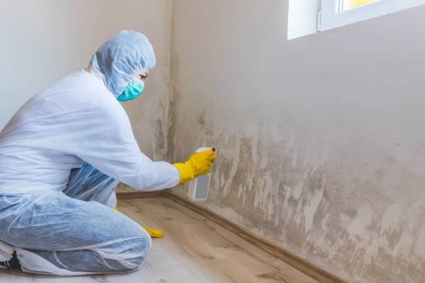 Licensed Mold Removal service in Drewryville, VA - WQB Mold Removal