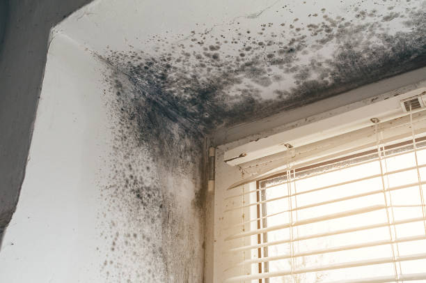 Affordable Mold Removal solutions in Drewryville, VA
