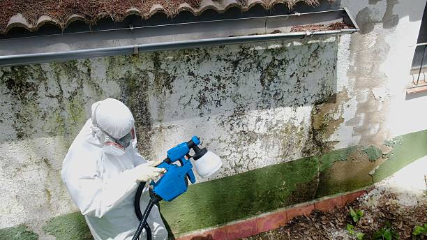 Top rated local Mold Removal specialists in Drewryville, VA
